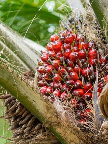 palm-on-tree