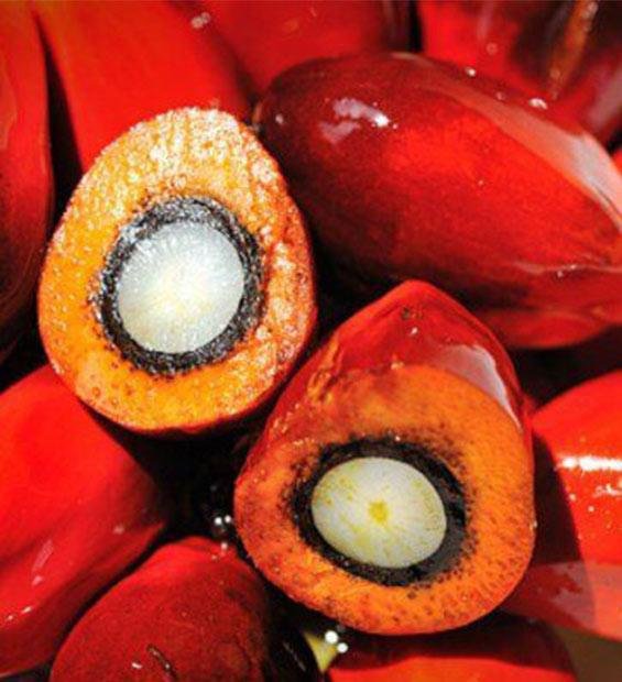 palmfruit